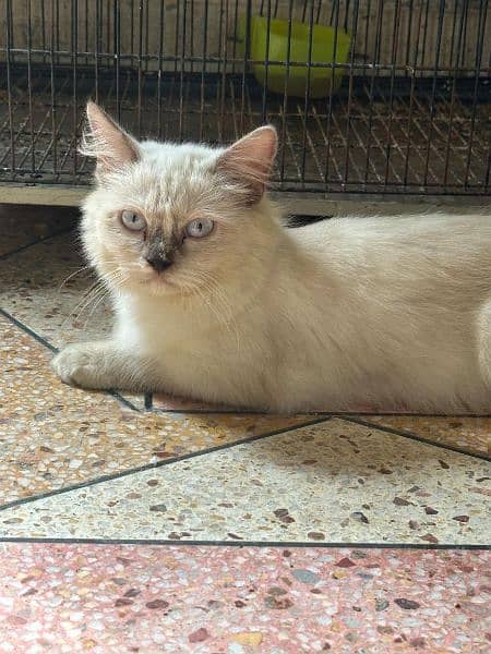 White Persian cats pair 3