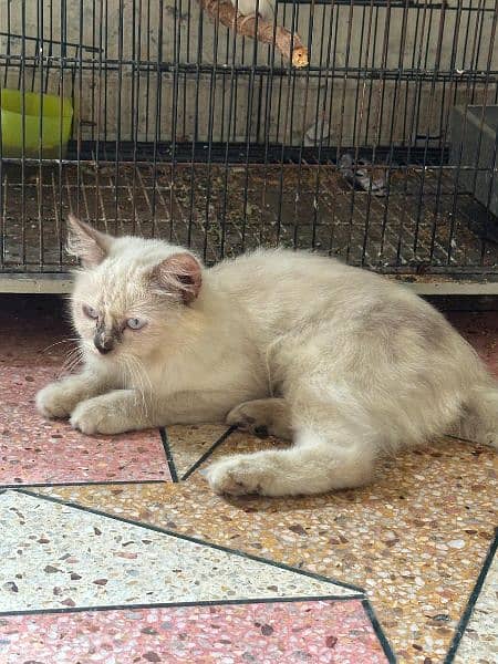 White Persian cats pair 4