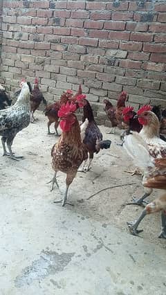 Golden misri / Rooster / Murgha / hen for sale