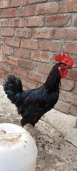 100%Pure Male Australorp 0