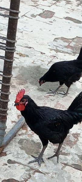 100%Pure Male Australorp 2