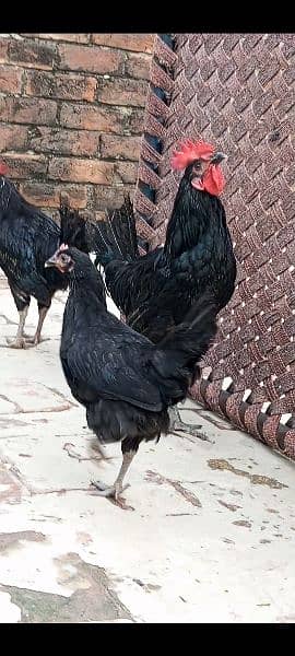 100%Pure Male Australorp 3