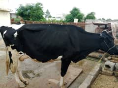 Australian cow with female