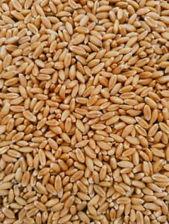 wheat for sale