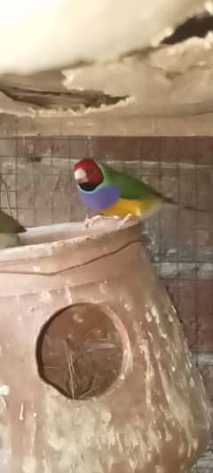 lady gouldion finch and white java