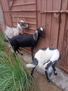 bakriya for sale goats for sale 03168503952