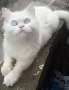 white Persian cat WhatsApp number 03004187628