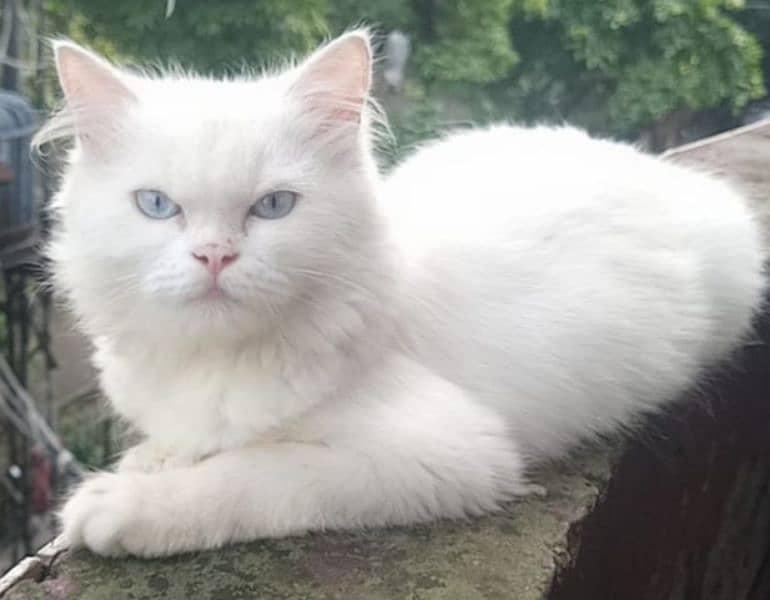 white Persian cat WhatsApp number 03004187628 1