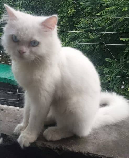 white Persian cat WhatsApp number 03004187628 2