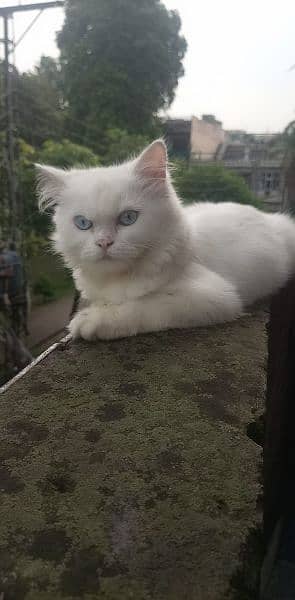 white Persian cat WhatsApp number 03004187628 3