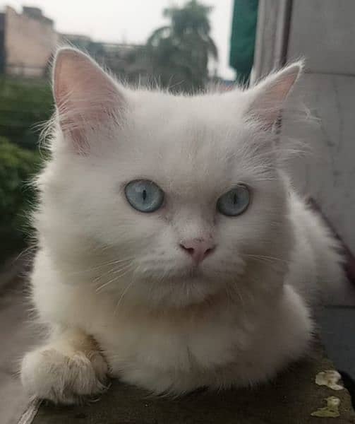 white Persian cat WhatsApp number 03004187628 4