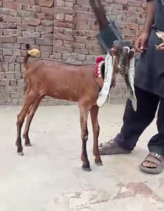 Goat / Bakri / Desi / Maki chini / Ghaban Goat / Bakriyan