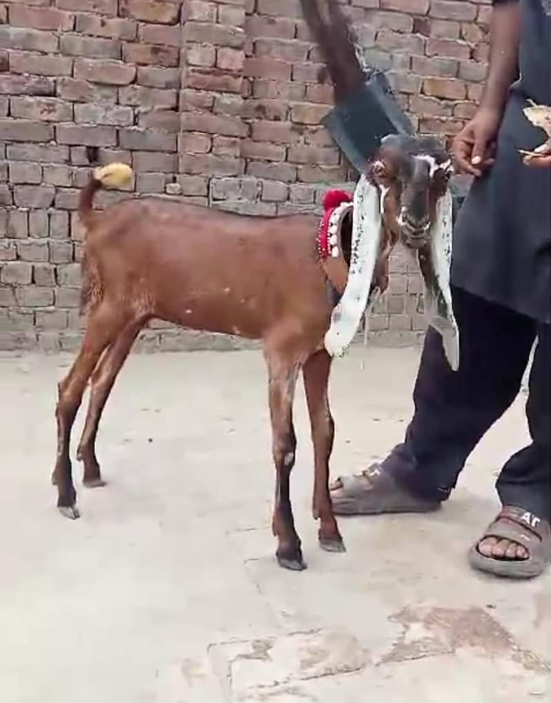 Goat / Bakri / Desi / Maki chini / Ghaban Goat / Bakriyan 3