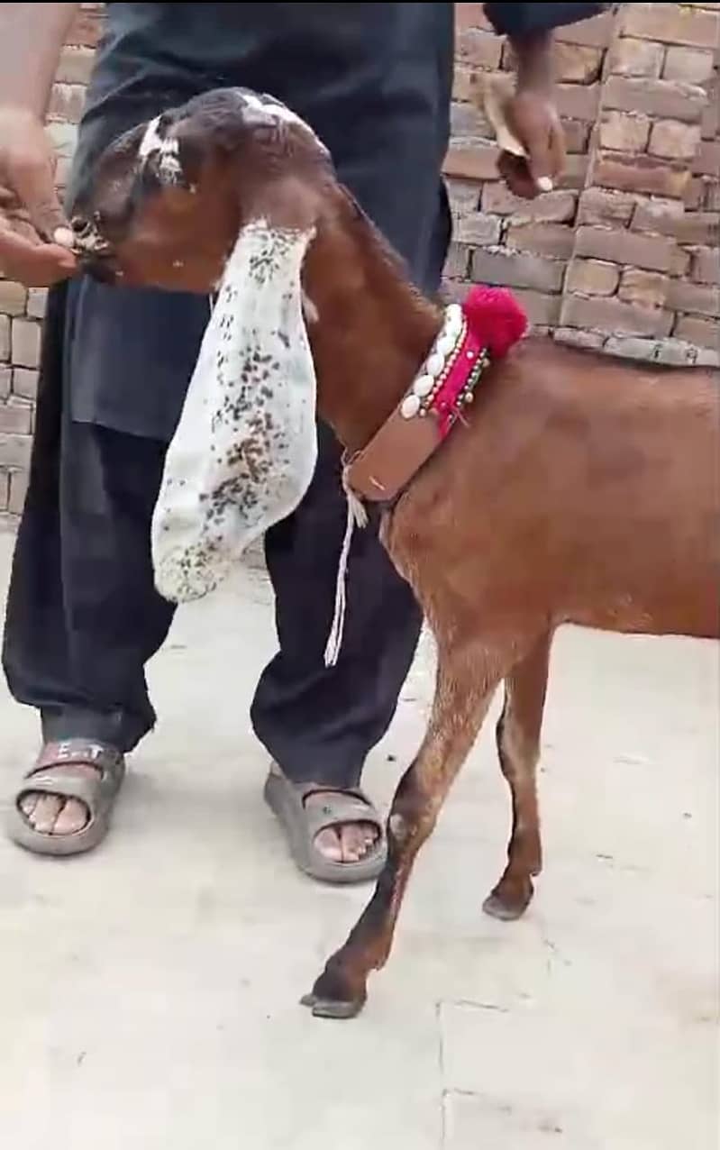 Goat / Bakri / Desi / Maki chini / Ghaban Goat / Bakriyan 4