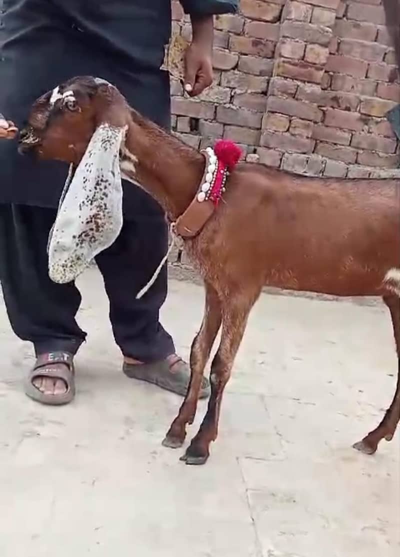 Goat / Bakri / Desi / Maki chini / Ghaban Goat / Bakriyan 5