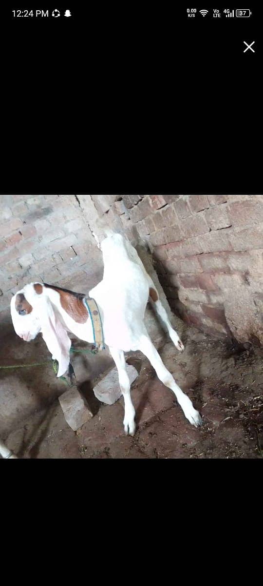 Goat / Bakri / Desi / Maki chini / Ghaban Goat / Bakriyan 6