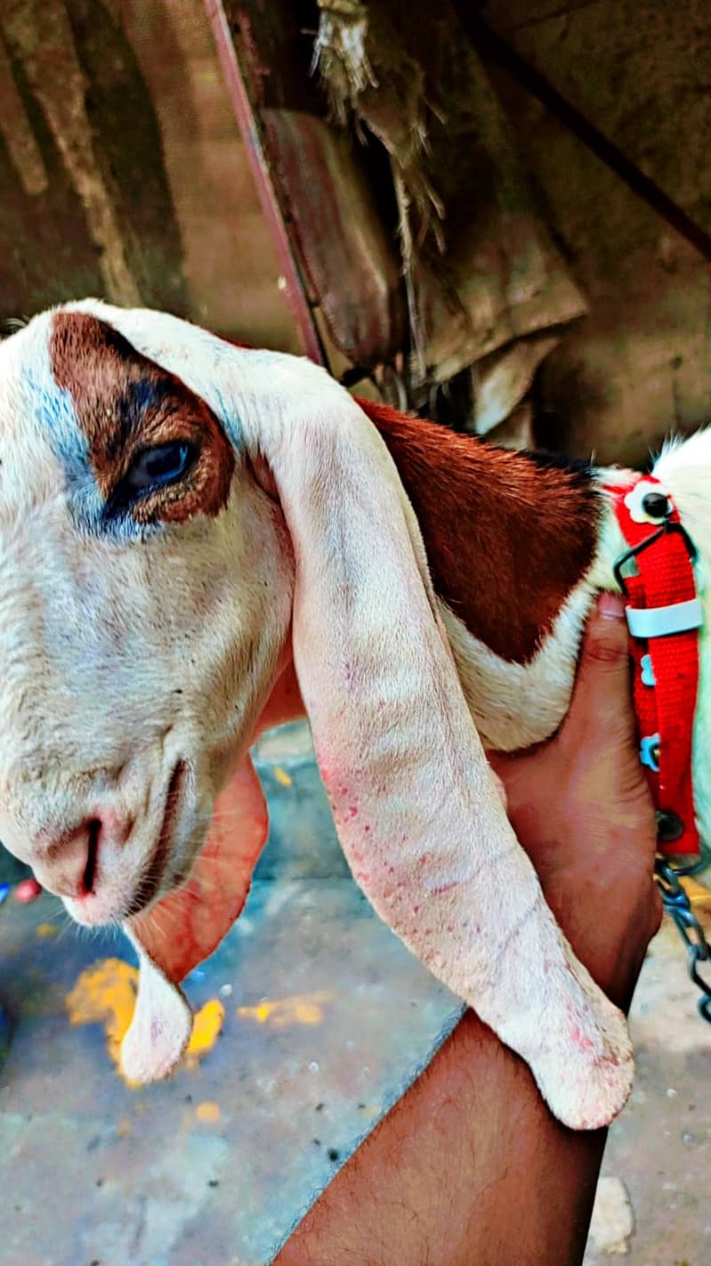 Goat / Bakri / Desi / Maki chini / Ghaban Goat / Bakriyan 8