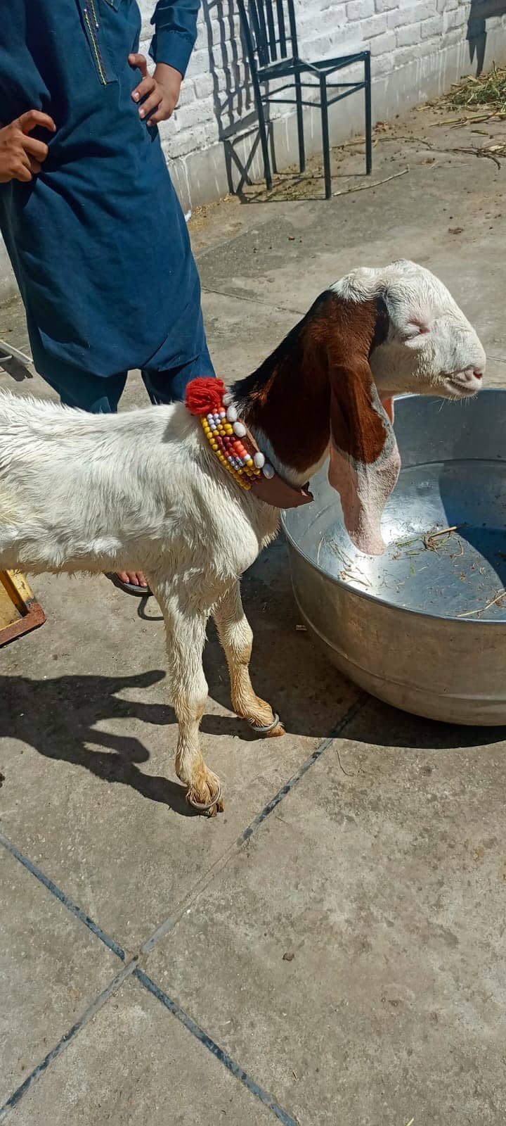 Goat / Bakri / Desi / Maki chini / Ghaban Goat / Bakriyan 9