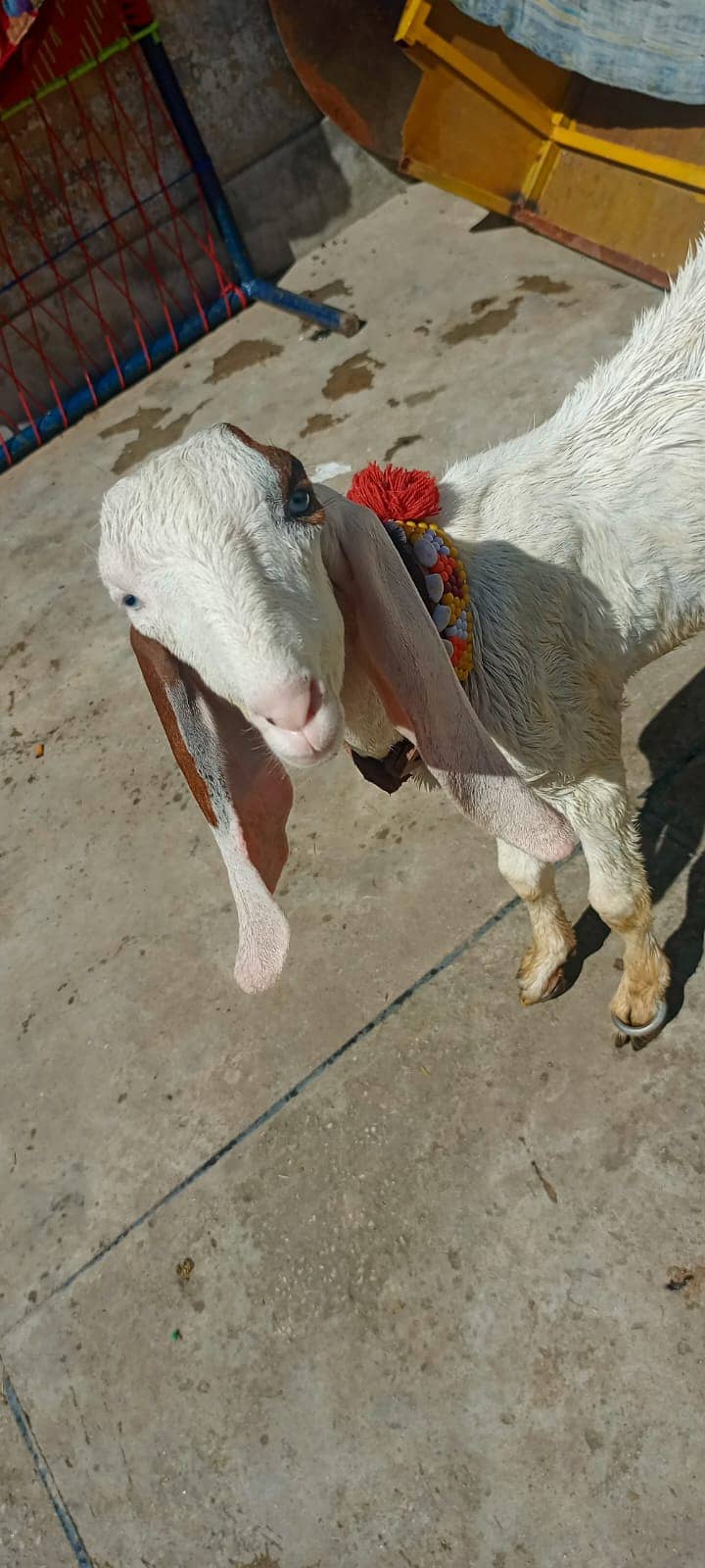 Goat / Bakri / Desi / Maki chini / Ghaban Goat / Bakriyan 11