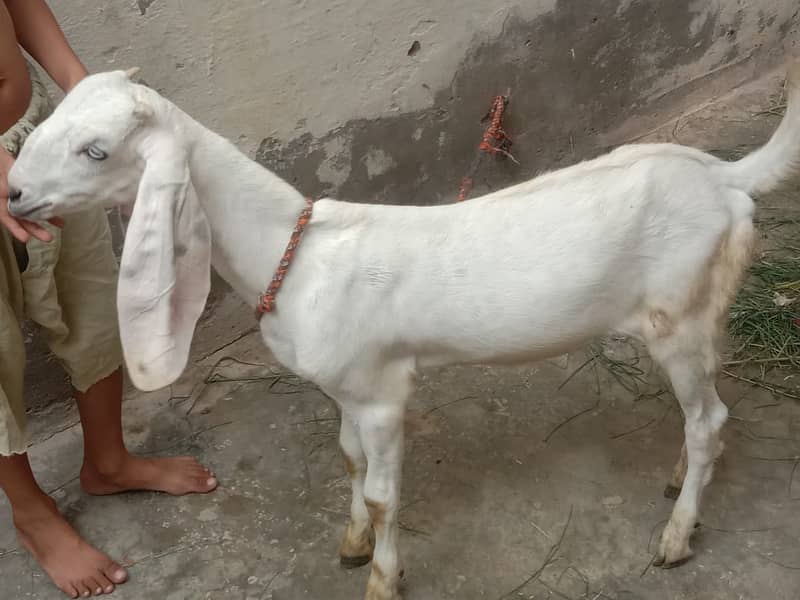 Goat / Bakri / Desi / Maki chini / Ghaban Goat / Bakriyan 12