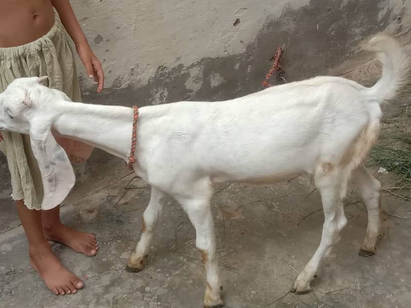 Goat / Bakri / Desi / Maki chini / Ghaban Goat / Bakriyan 13