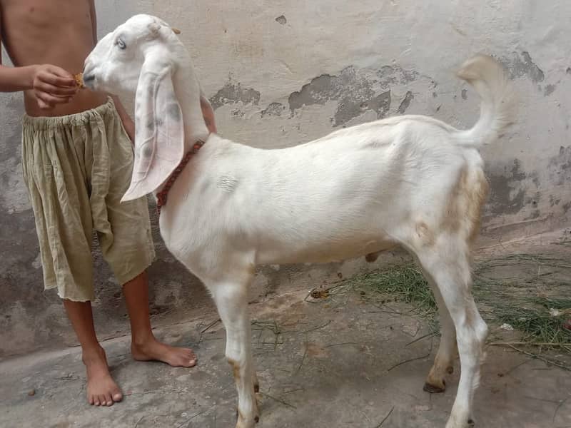 Goat / Bakri / Desi / Maki chini / Ghaban Goat / Bakriyan 14