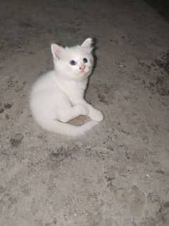 beautiful persian kittens triple coated  for sale low price