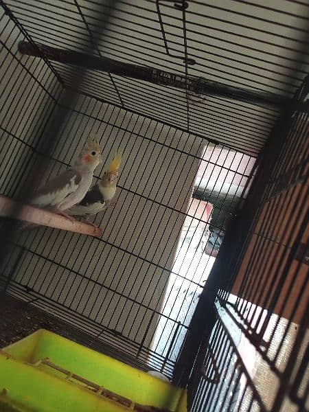 Pied cockatiel pair Urgent sale 0