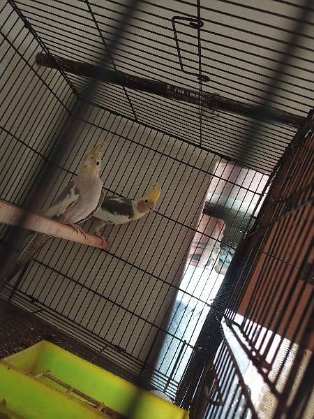 Pied cockatiel pair Urgent sale 1