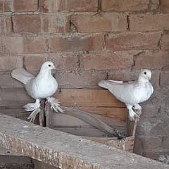 two White Breeder pair Fantail+Fancy