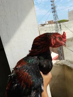 Aseel rooster 4 sale