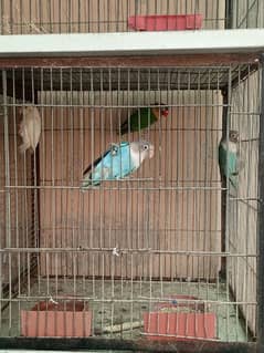 Love birds cheap price