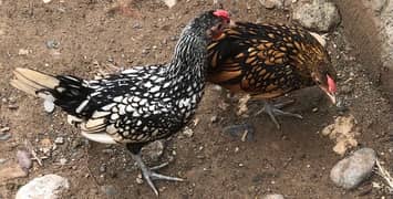 milli flur and sebrights fancy chicks available