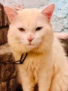 flafi face Persian odd eyes mail cat