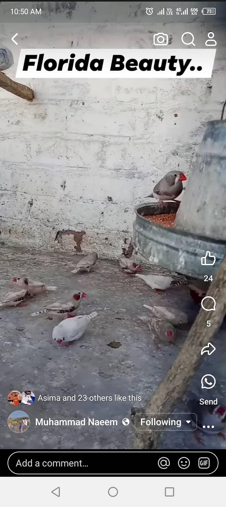 Zabra Finches 0