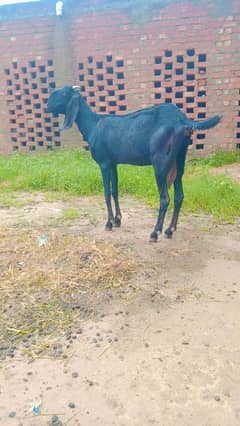 pure black desi dogli goat /makhi chini/gabhan / available