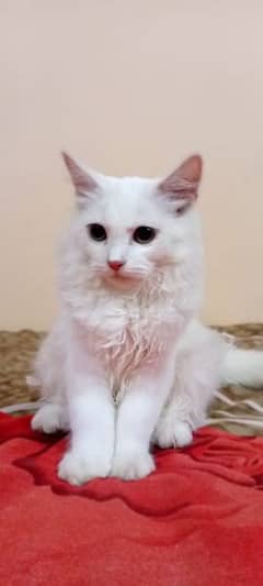 White best Quality Kitten For Sale