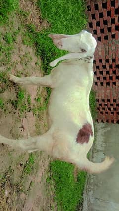 pragnent goat /pure  White rajanpuri breed/gaban bakri