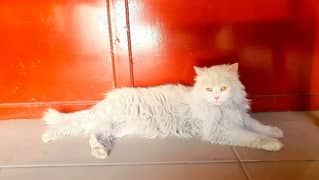 Persian female cat with 2 kids