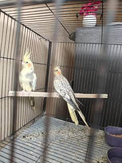 Cockatiel Pair