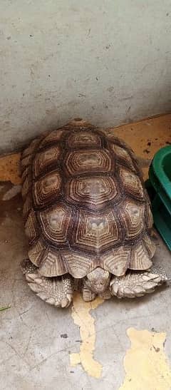 African sulcata tortoise