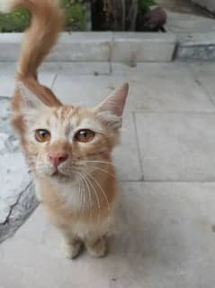 Cats for adoption