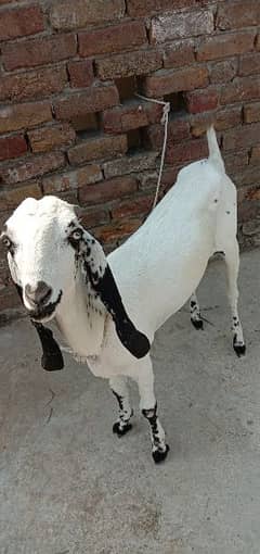 goats for sale