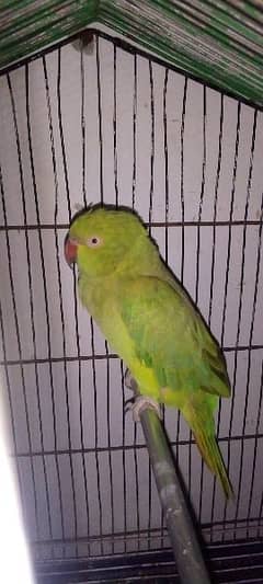 parrot 0