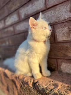 MALE PERSIAN CAT TRIPLE COATED