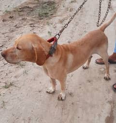 Labrador dog for sale | Male Dog