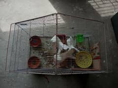 Cage With Laka Pigeon 1 Pair and  1 Chicks Male