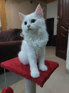 Persian Female Kitten