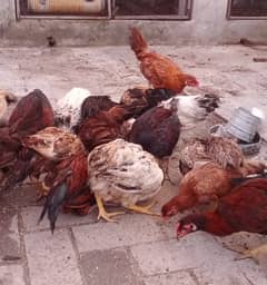 Aseel Sindhi Murgheeya + Sussex Hens+ Desi