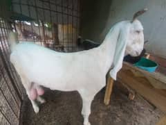 gulabi bakri 4 sale